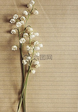 鈴蘭,釀酒,信