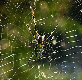 蜘蛛,web,蜘蛛網(wǎng)