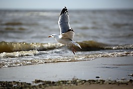 海鷗,鳥,海