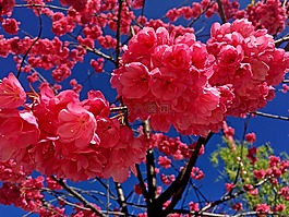 花,紅色,春天