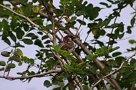 動物,木材,綠色