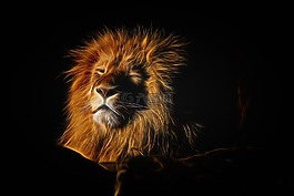 獅子,鬃毛,動(dòng)物園