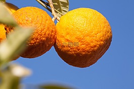橘子,巴伊亞 橙,臍橙