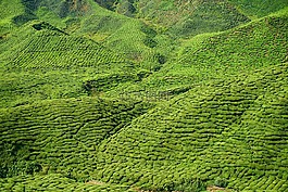 茶,场,绿色