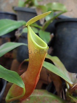 食肉植物,植物,異國(guó)情調(diào)