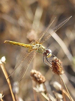 蜻蜓,黄蜻蜓,cordulegaster boltonii