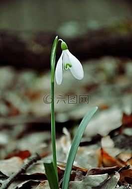 春天,雪花莲,春天的花朵
