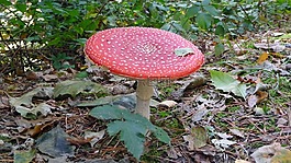 蘑菇,紅色,自然