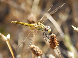 蜻蜓,黄蜻蜓,cordulegaster boltonii
