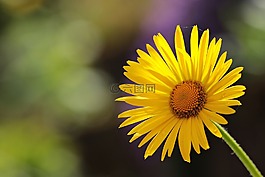 花,雛菊,開花