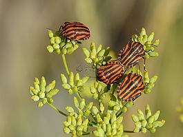 甲蟲,bug,繁殖