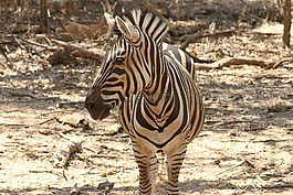 斑馬,條紋,野生動物園