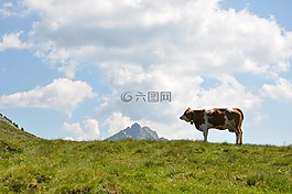 夏天,牛,山