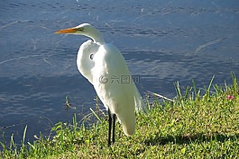 鳥,性質(zhì),動物
