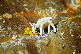 野生動(dòng)物,獐鹿,赫爾