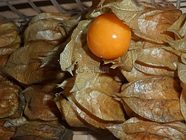 酸漿,水果,漿果