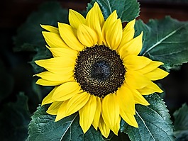 向日葵,花,管道