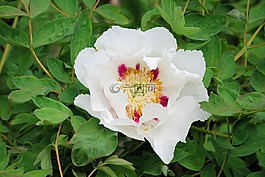 槿,花,白