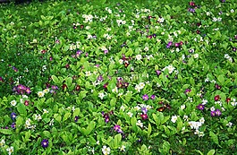 報(bào)春花,草地,草