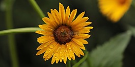 花,雛菊,開花