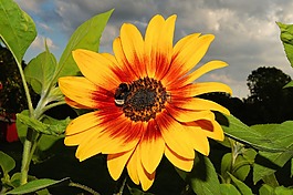 花,太陽花,開花