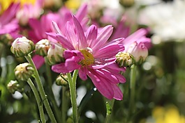 花,菊花,開花