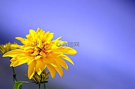 花,性質(zhì),廠(chǎng)