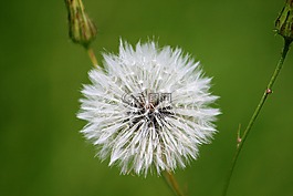 蒲公英,花,白