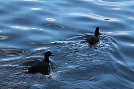 鳥類,笨,鴨鳥