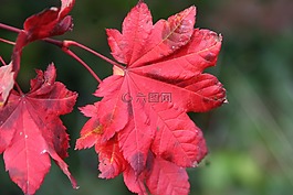 秋天的顏色,楓葉,紅色