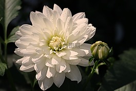 嬌琴紗,白,開花