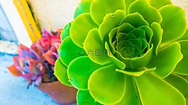 花園,植物,綠色