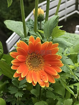 橙,花,非洲菊