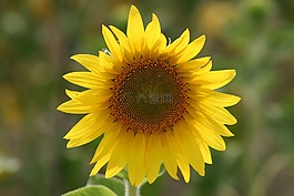 花,向日葵,野花