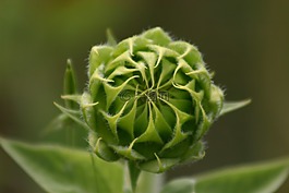 野花,向日葵,芽