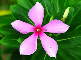 花,粉紅色,花園
