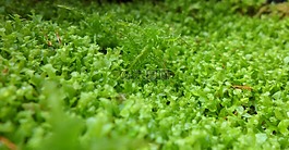 苔,綠色,植物