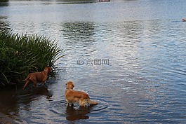 狗,湖,水