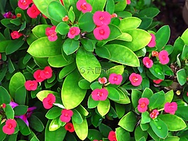 鮮花,花園,甜酒