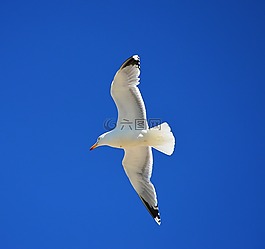 海鷗,飛行,天空