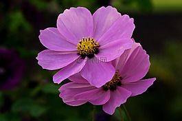 宇宙,花園,花