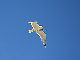 海鷗,飛行,天空