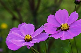 宇宙,花園,花
