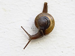 蝸牛,單,動物