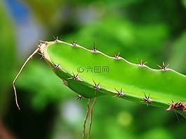 花椒梨,仙人掌品种,仙人掌