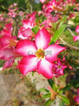 花,雛菊,開花