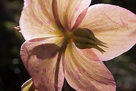 蓮花雞肝散,春天,花