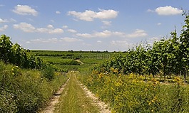 德國,rheinhessen,osthofen