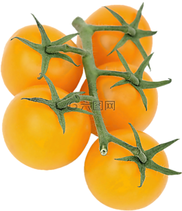 孤立,astrauchtomaten,黃色