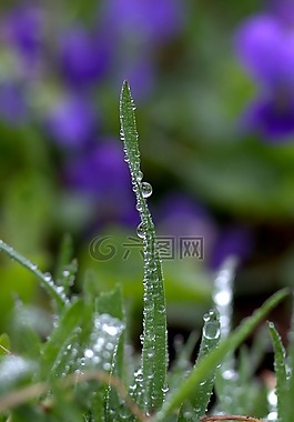 草,滴,雨